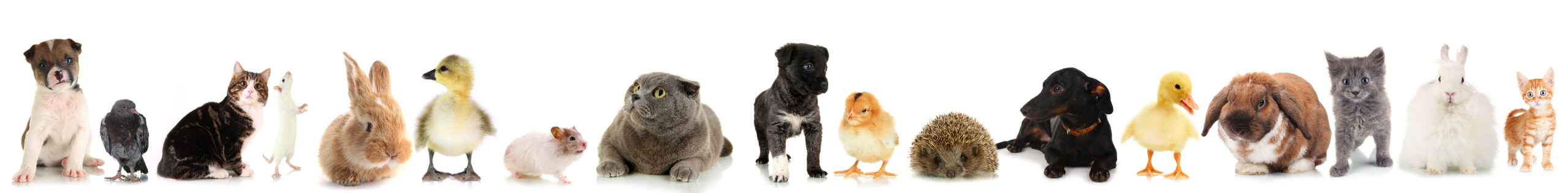 Collage of different cute animals